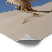 Poster chameau (Coin)