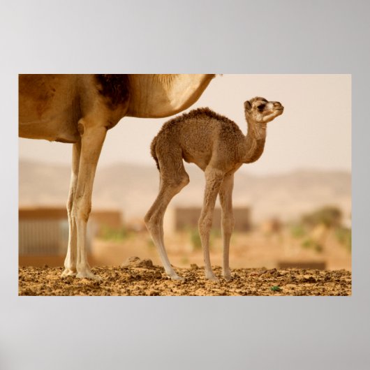 Poster Chameau bébé (Devant)