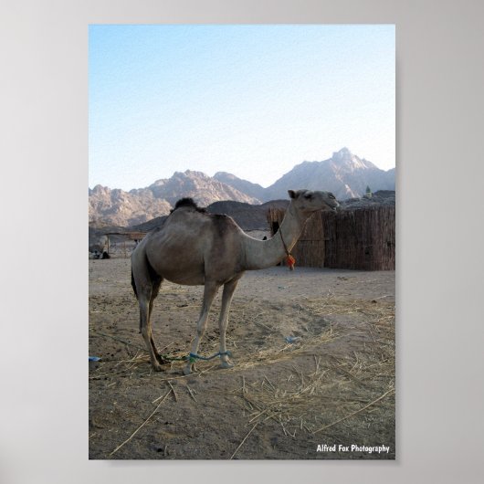 Poster Chameau bébé dans le désert (Devant)