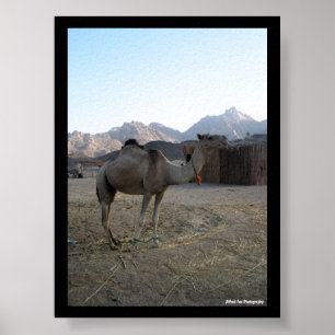 Poster Chameau bébé dans le désert