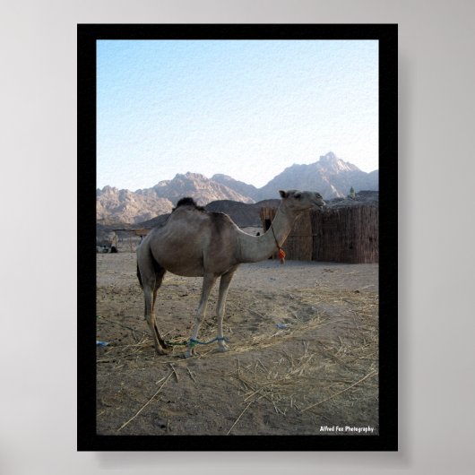 Poster Chameau bébé dans le désert (Devant)