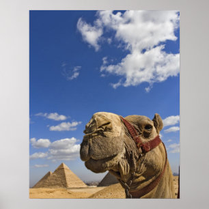 Poster Chameau devant les pyramides de Gizeh, Egypte,