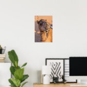 Poster Chameau drôle (Bureau à domicile)