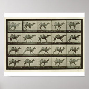 Poster Chameau, plat "de la locomotion animale", 1887