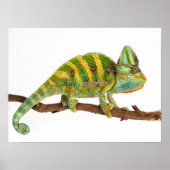 Poster Chameleon (Devant)