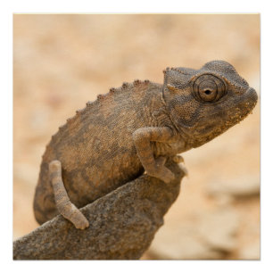 Poster Chameleon en Namibie