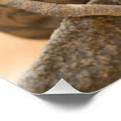 Poster Chameleon en Namibie (Coin)