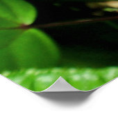 Poster Chameleon hawaïen (Coin)