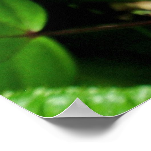 Poster Chameleon hawaïen (Coin)