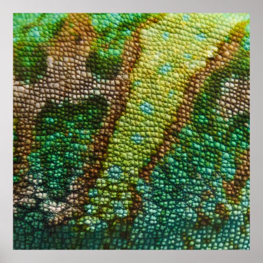 Poster Chameleon Modèle de texture de peau (Devant)