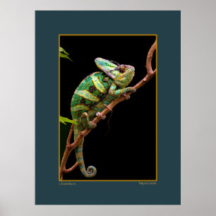 Poster Chameleon sur Branche