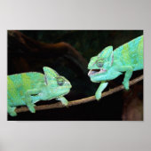 Poster Chameleons (Voorkant)