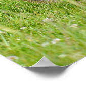 Poster Chamois marchant sur l'herbe carte postale T-Shirt (Coin)