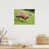 Poster Chamois marchant sur l'herbe carte postale T-Shirt (Cuisine)