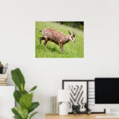 Poster Chamois marchant sur l'herbe carte postale T-Shirt (Bureau à domicile)