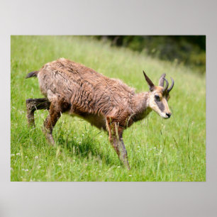 Poster Chamois marchant sur l'herbe carte postale T-Shirt