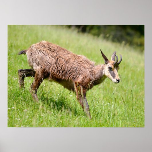 Poster Chamois marchant sur l'herbe carte postale T-Shirt (Devant)
