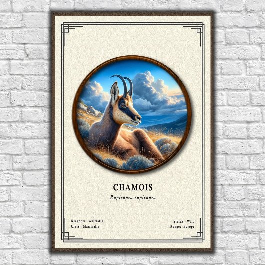 Poster Chamois Zoology Series