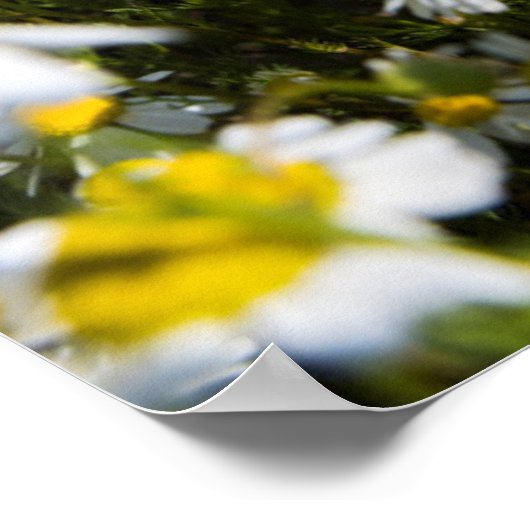 Poster Chamomile Field (Coin)