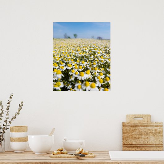 Poster Chamomile Field (Cuisine)