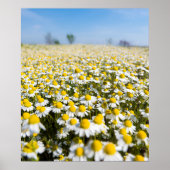 Poster Chamomile Field (Devant)
