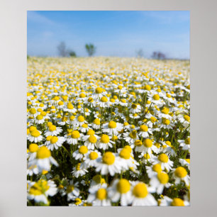 Poster Chamomile Field