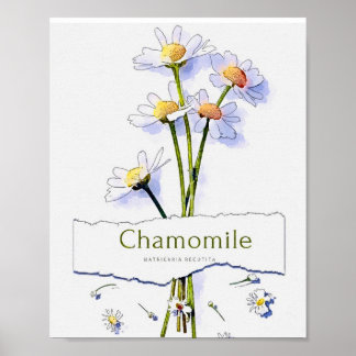 Poster Chamomille peinture vintage aquarelle