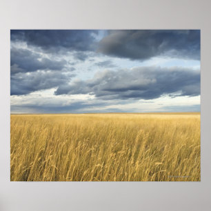 Poster Champ avec des nuages de tempête