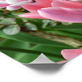 Poster Champ avec tulipes roses (Coin)