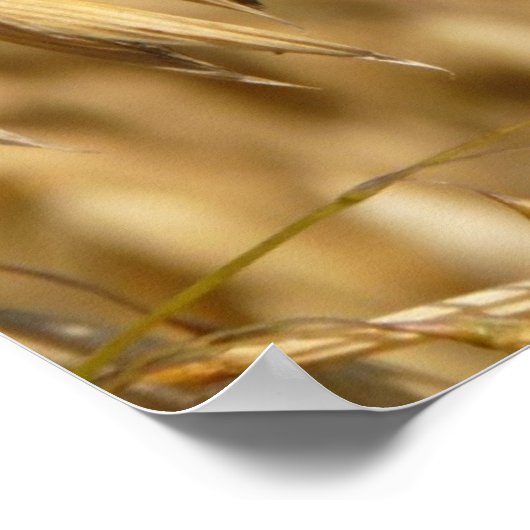 Poster Champ d'avoine (Coin)