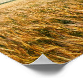 Poster Champ de blé au coucher du soleil (Coin)