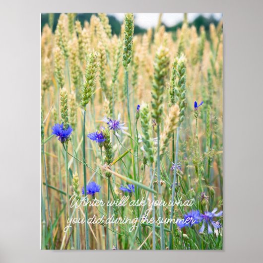 Poster Champ de blé avec des bleuets (Devant)