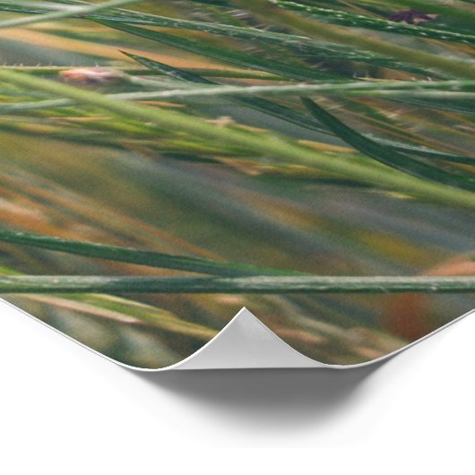 Poster Champ de blé avec des coquelicots et des fleurs de (Coin)