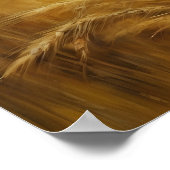 Poster Champ de blé de récolte d'or (Coin)