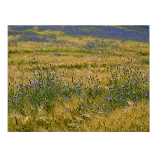 Poster Champ de Bleuet     (Devant)
