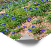 Poster Champ de Bluebonnet, Austin, Texas (Coin)