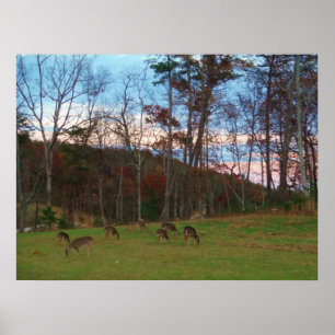 Poster Champ de cerf et un SunSet rose
