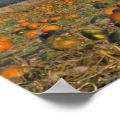 Poster Champ de citrouilles de Flathead Valley Montana (Coin)
