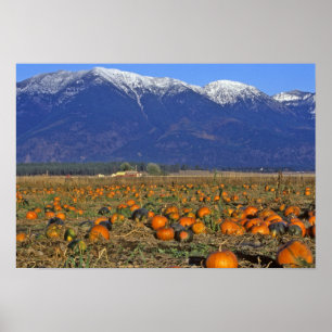 Poster Champ de citrouilles de Flathead Valley Montana