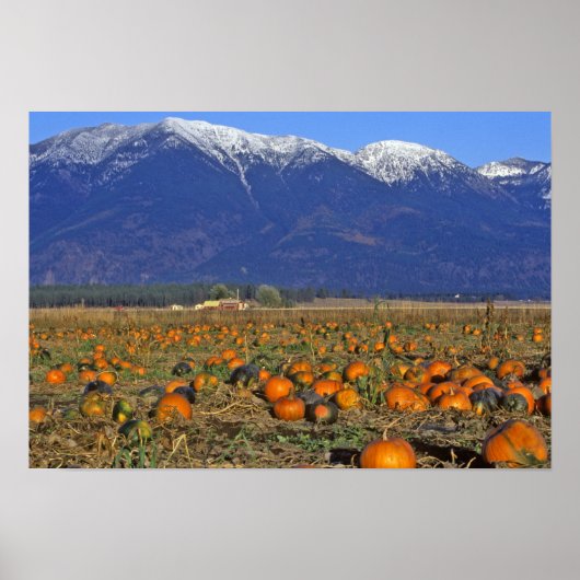 Poster Champ de citrouilles de Flathead Valley Montana (Devant)