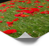 Poster Champ de coquelicots (Coin)