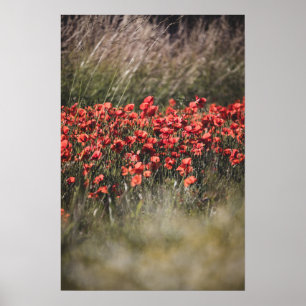 Poster Champ de coquelicots vibrant en Flandre