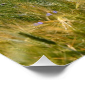 Poster Champ de Cornflowers (Coin)