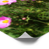 Poster Champ De Cosmos Rose Effet Orton Fleur (Coin)