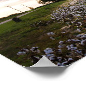 Poster Champ de coton (Coin)