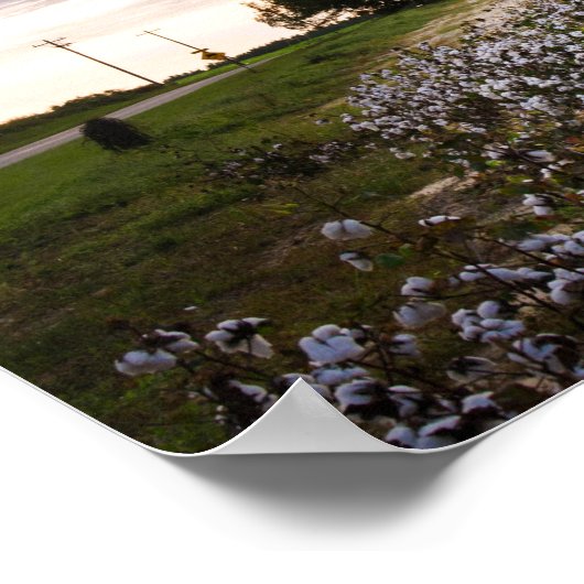 Poster Champ de coton (Coin)