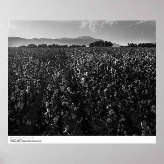 Poster Champ de coton, au soleil près de El Centro, 1966 (Devant)