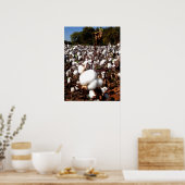 Poster Champ de coton - Murfreesboro, Tennessee (Cuisine)