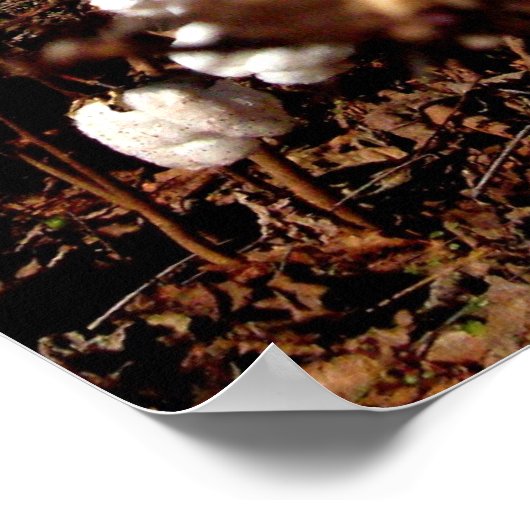 Poster Champ de coton - Murfreesboro, Tennessee (Coin)