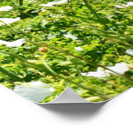 Poster Champ de fleurs avec clôture (Coin)